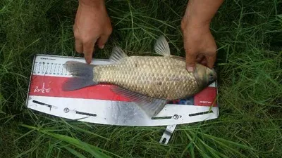 [고삼지] 노지에서 슬슬 나옵니다