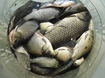 휴가낚시 엘보가 왔어요.......