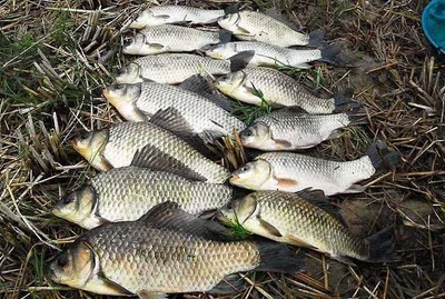 대단한 손맛을 보셨습니다