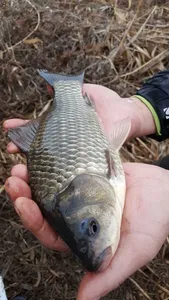 [청미천] 한산하지만