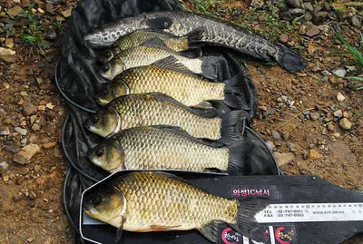 경북 중부권 조황정보 .......