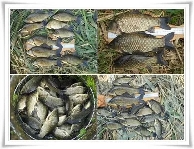 폭염에도 4짜,대물,월,준척 마릿수 ~~