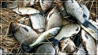 3월을 맞는 경산권 조황 안내 입니다.