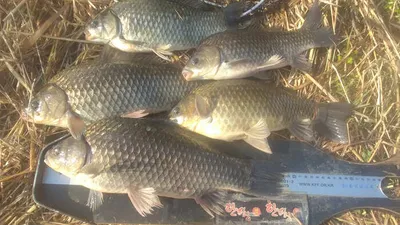 의성권 월척 마릿수 대물들~