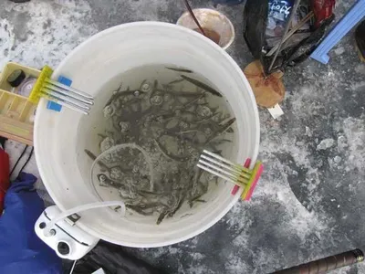 [두창지] 빙어 잘 나오네요