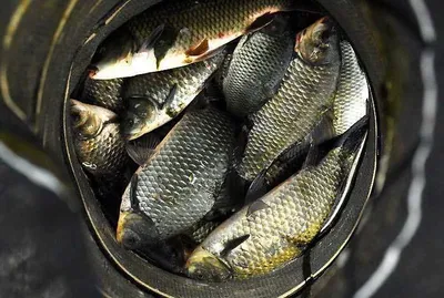 41cm와 허리급들 ...........