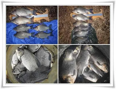 막바지 대물조황 ~~