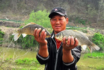 월척 붕어 마릿수 .....