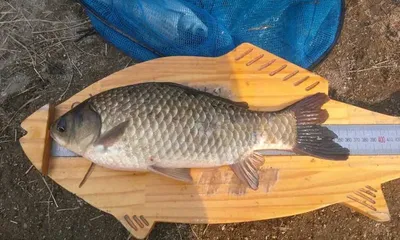 [두창지] 초보님들께 강추합니다