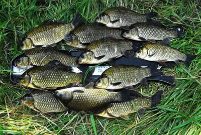 허리급 마릿수 월척까지.....