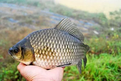 대물붕어들 터졌습니다.