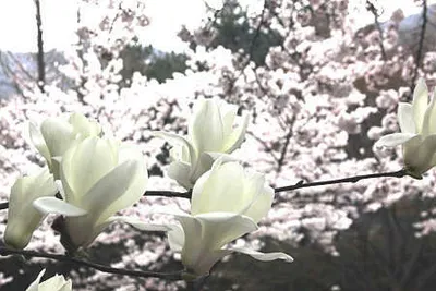 붕어낚시의 계절 4월 이네요.^^