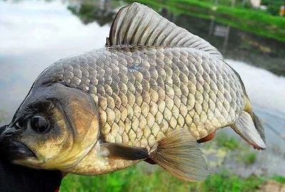 핵 잠수함급 붕어 .....