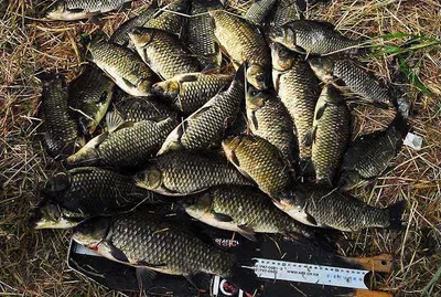 4짜붕어에 대물마릿수 조과를.......