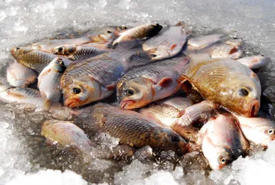 쿨러 조과를........