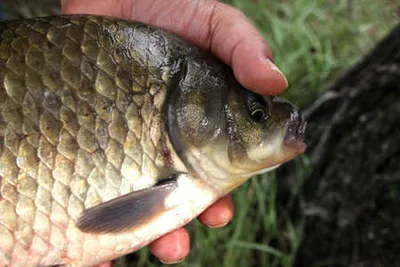 추석 대목에 드리는 조황안내 입니다.