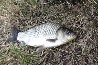 복사꽃 향기 그윽한 경산권 소식 입니다.