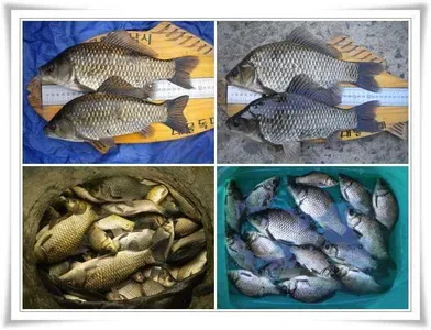 만추의 군위권 조황 ~~