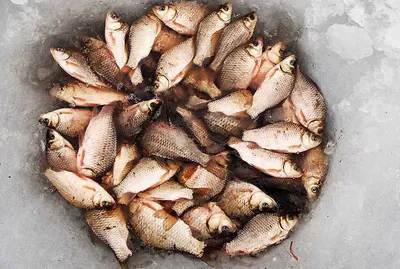 시즌첫 월척 그리고 빙어낚시....