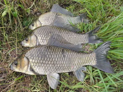 43cm줄줄이 대물들 .......