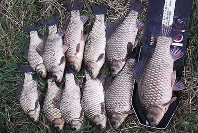 하룻밤에 대박조과를......