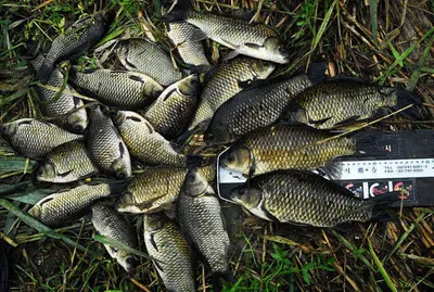 손맛 보셨습니다 ......