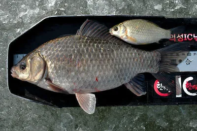 첫 월척과 빙어를......