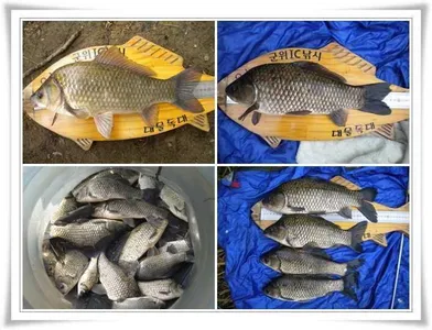 갈수기 4짜와 위천강 월,준척 마릿수 ~~