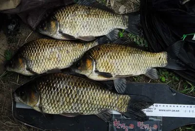 의성권 조황입니다