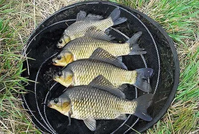 대물붕어 마릿수를........