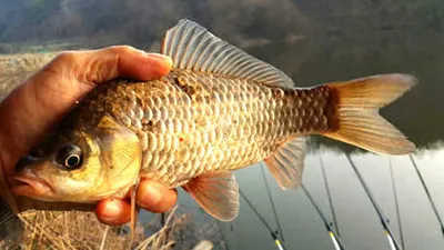 16년 조황안내 마감-이쁜붕어 CONTEST