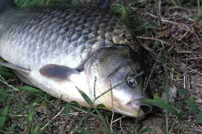 가을 대물과 소류지 나들이
