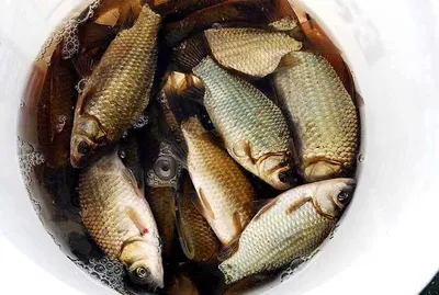 얼음낚시 시작했네요......