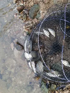 [청미천] 떡밥과 옥수수에