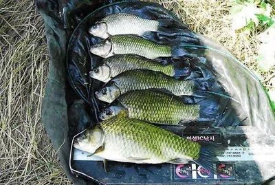 휴가낚시 월척대박을 .........