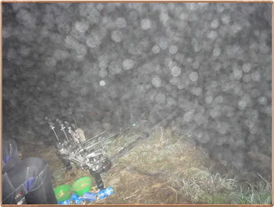 진위천 조황 소식