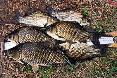 손맛 실컷 보셨습니다.