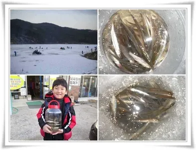 내의지, 빙어조황 ~~