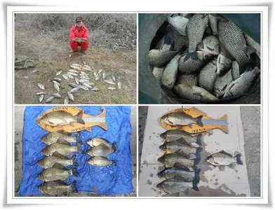 산란전특수 초대박 대호조황 ~~