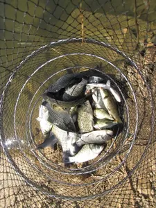 [두창지] 계속 이어지는 호조황