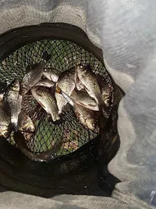 [청미천] 생미끼가 좋습니다