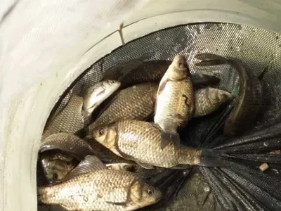 [청미천] 준수한 씨알의 붕어들이