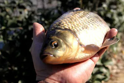 봄시즌을 알리는대구,경산권 소식 입니다.
