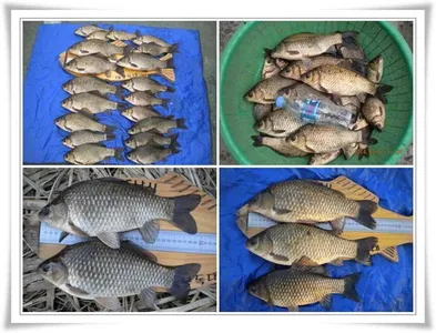 월,준척,마릿수,초대박 ~~