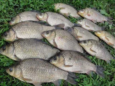 관 고기 조과기록을.....