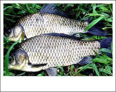 가을의 문턱에선 경산권 조황안내