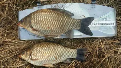 [고삼지] 노지 조황 회복중