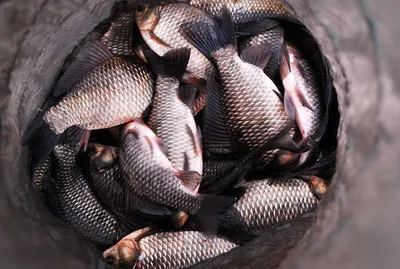 마릿수 조과 좋습니다.