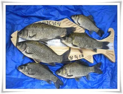 준, 월척 마릿수조황 ~~