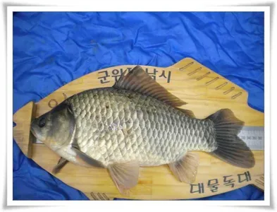 군위권저수지, 강조황입니다.